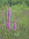 this is a picture of a bee orchid 